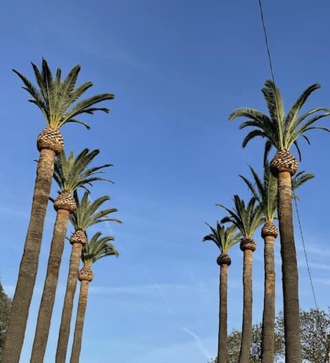 Two Rows of Three Palms