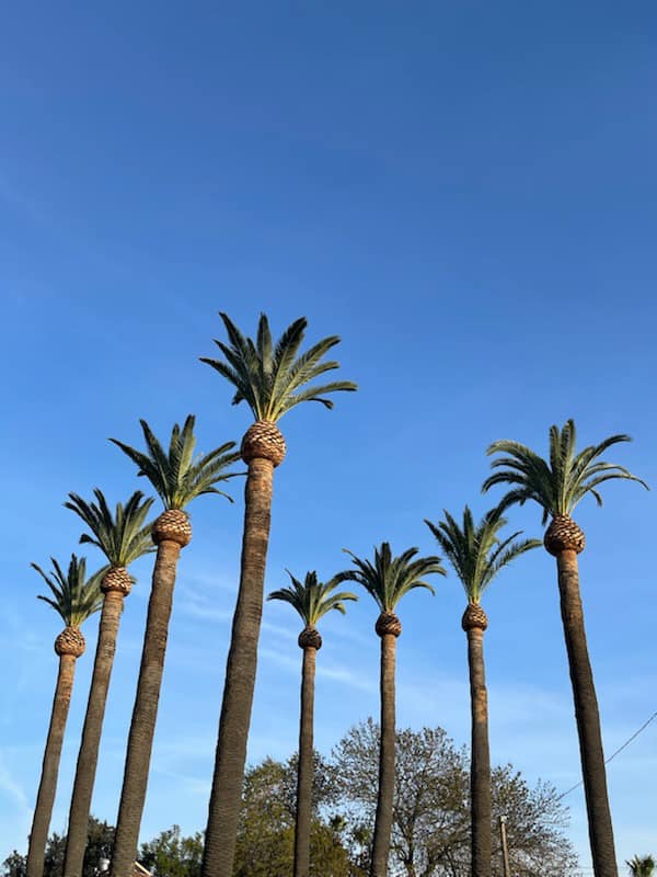 Two Rows of Three Palms